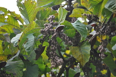 Hymenodictyon obovatum